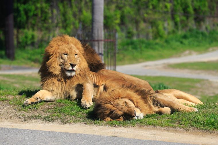 アドベンチャーワールド