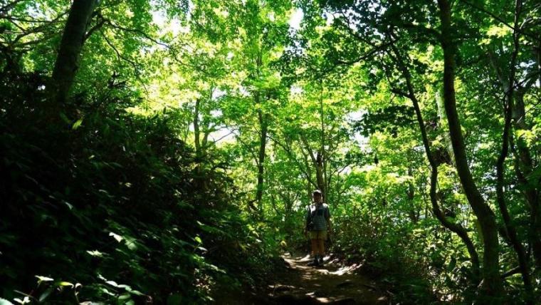 夏のお出かけに！気軽なポイントいっぱいなのに絶景＆天然記念物の大自然！【札幌・藻岩山】