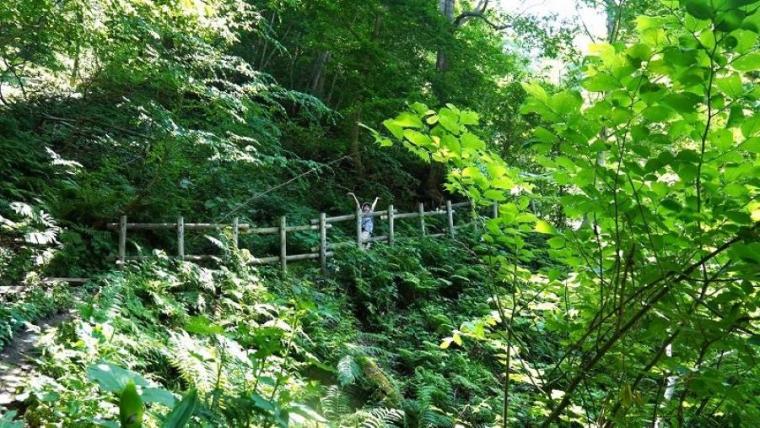 夏のお出かけに！気軽なポイントいっぱいなのに絶景＆天然記念物の大自然！【札幌・藻岩山】