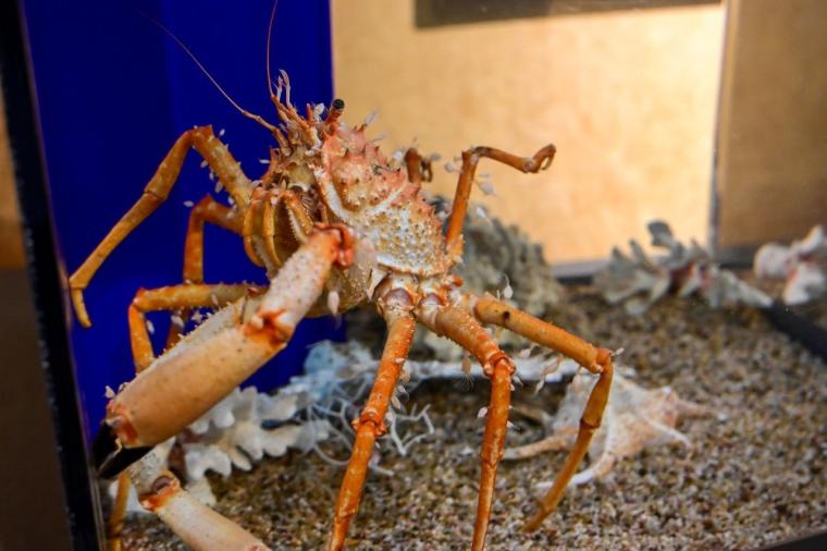 鳥取県鳥取市にあるカニが主役の水族館！無料で遊べる家族連れに人気スポット