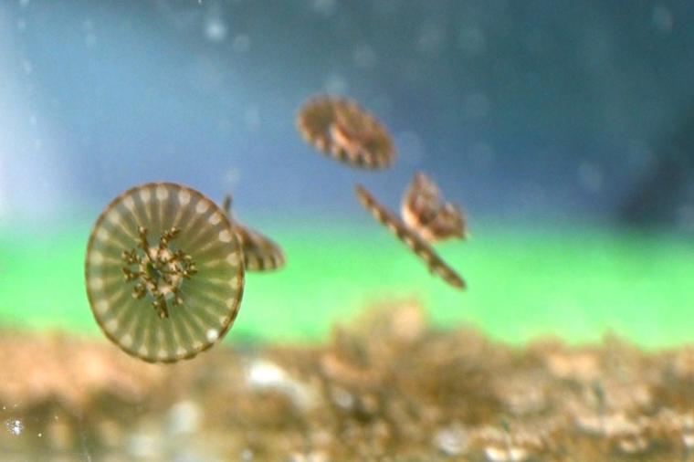 鳥取県鳥取市にあるカニが主役の水族館！無料で遊べる家族連れに人気スポット