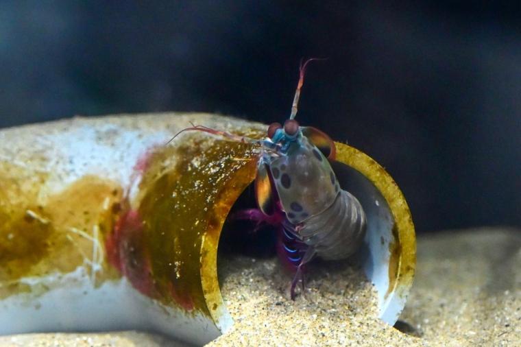 鳥取県鳥取市にあるカニが主役の水族館！無料で遊べる家族連れに人気スポット