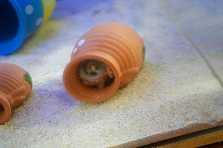 鳥取県鳥取市にあるカニが主役の水族館！無料で遊べる家族連れに人気スポット
