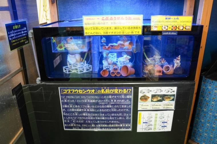 鳥取県鳥取市にあるカニが主役の水族館！無料で遊べる家族連れに人気スポット