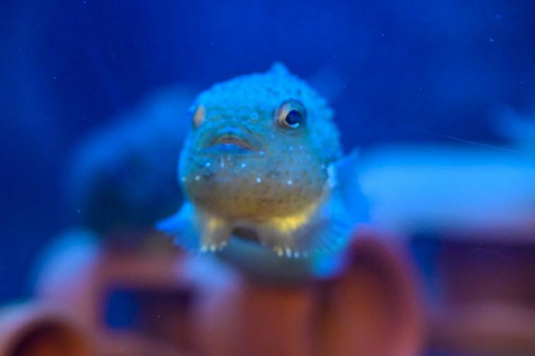 鳥取県鳥取市にあるカニが主役の水族館！無料で遊べる家族連れに人気スポット