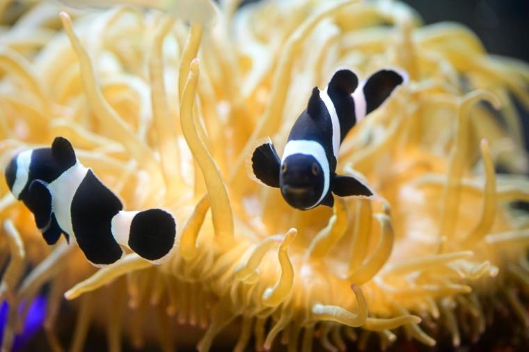 鳥取県鳥取市にあるカニが主役の水族館！無料で遊べる家族連れに人気スポット