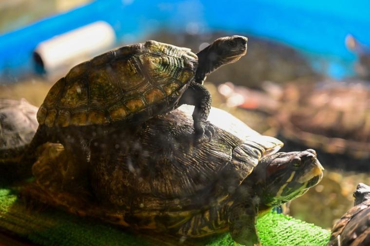 鳥取県鳥取市にあるカニが主役の水族館！無料で遊べる家族連れに人気スポット