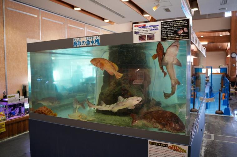 鳥取県鳥取市にあるカニが主役の水族館！無料で遊べる家族連れに人気スポット