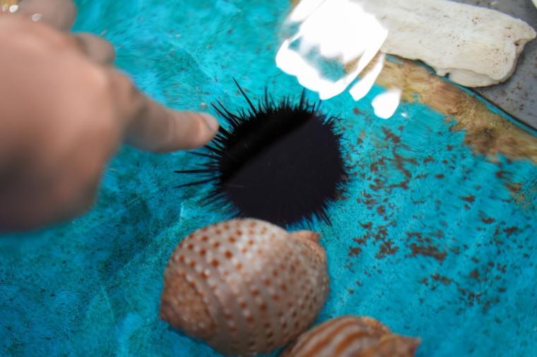 鳥取県鳥取市にあるカニが主役の水族館！無料で遊べる家族連れに人気スポット