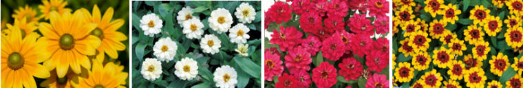 富士本栖湖リゾート「虹の花まつり」花一覧1