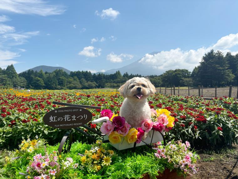 富士本栖湖リゾート「虹の花まつり」愛犬フォトスポット