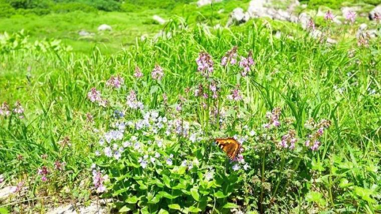 「神様が遊ぶ庭」天空の世界は絶景のオンパレードと、標識にハグしたくなる達成感！【北海道・トムラウシ山】