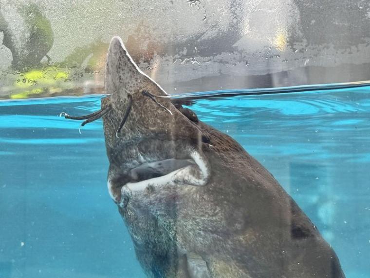 「サメに指パクされちゃう！」恐ろしい？でも痛くない不思議な体験ができる科学館【北海道・標津町】