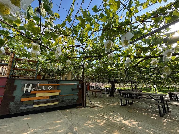 北陸で最も歴史あるぶどう園「やまふじぶどう園」残留農薬ゼロのぶどうを皮ごと堪能