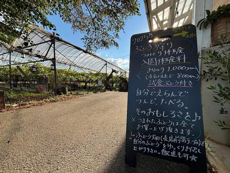 北陸で最も歴史あるぶどう園「やまふじぶどう園」残留農薬ゼロのぶどうを皮ごと堪能