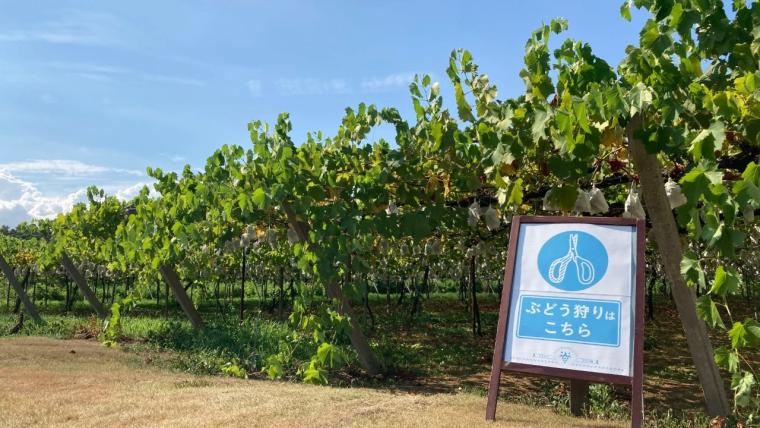 北陸で最も歴史あるぶどう園「やまふじぶどう園」残留農薬ゼロのぶどうを皮ごと堪能