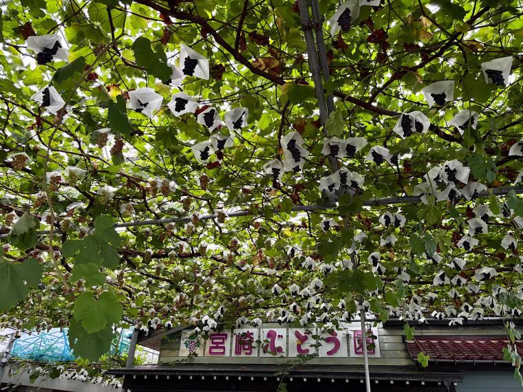 【富山のぶどう園 2025｜宮﨑ぶどう園】つみたてシャインマスカットのアイスや無添加・無加糖のぶどう 100％ジュースも