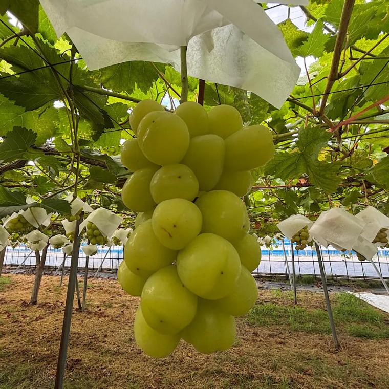 【富山のぶどう園 2025｜宮﨑ぶどう園】つみたてシャインマスカットのアイスや無添加・無加糖のぶどう 100％ジュースも