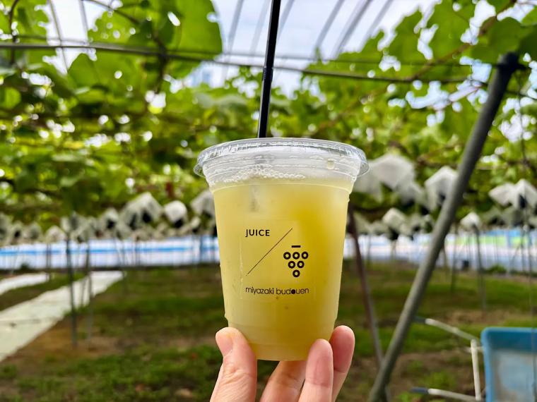 【富山のぶどう園 2025｜宮﨑ぶどう園】つみたてシャインマスカットのアイスや無添加・無加糖のぶどう 100％ジュースも