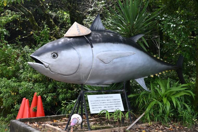 高知東旅×マグロ料理！絶品を味わう「レストラン ホテルなはり」