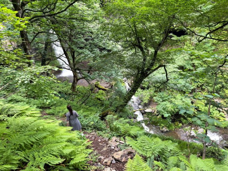 まるで異世界に来たよう…。鳥取県の山奥にある、24 メートルの高さの迫力ある滝！