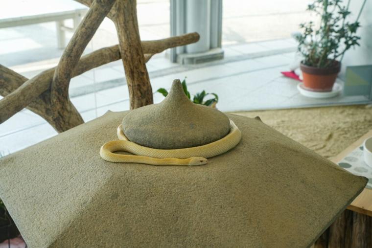 【山口県岩国市】本物のシロヘビにも会える「白蛇神社」金運アップ祈願や可愛いおみくじも