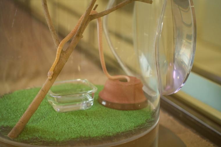 【山口県岩国市】本物のシロヘビにも会える「白蛇神社」金運アップ祈願や可愛いおみくじも