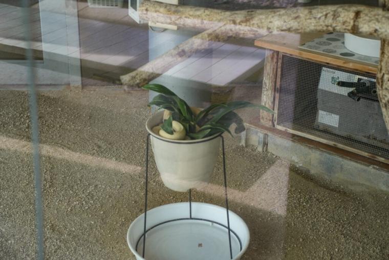 【山口県岩国市】本物のシロヘビにも会える「白蛇神社」金運アップ祈願や可愛いおみくじも