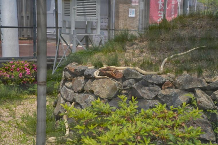 【山口県岩国市】本物のシロヘビにも会える「白蛇神社」金運アップ祈願や可愛いおみくじも