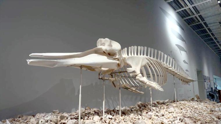 クジラ標本から土器の破片まで！北谷の地に刻まれた歴史の証「北谷町立博物館」（北谷町）