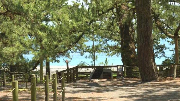 【静岡県静岡市・三保街道】神の道を歩いて三保松原へ! 御穂神社から広がる絶景と地元グルメを満喫