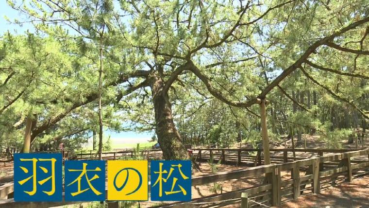 【静岡県静岡市・三保街道】神の道を歩いて三保松原へ! 御穂神社から広がる絶景と地元グルメを満喫