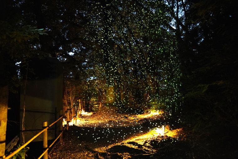 御船山楽園ホテル チームラボかみさまがすまう森