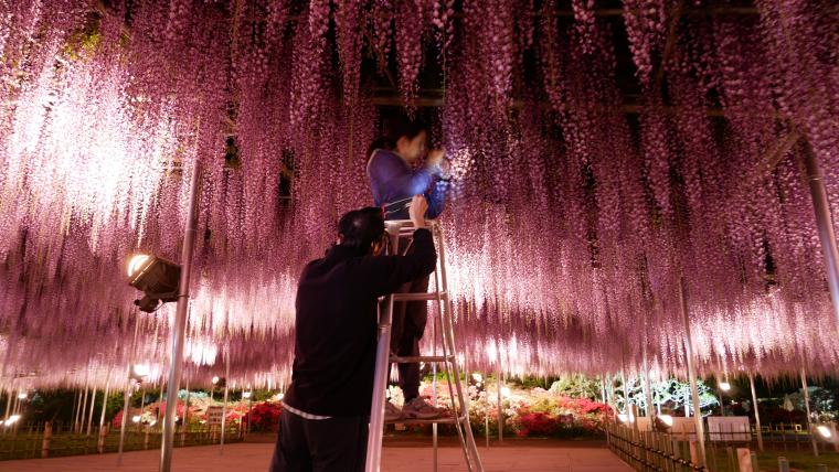 「光の花の庭」奇蹟の大藤・香気採取