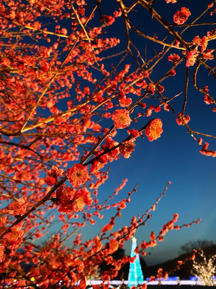 「光の花の庭」寒紅梅