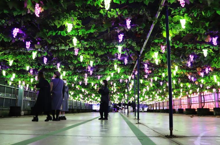 「HIKARIUM2025」光るブドウハウス