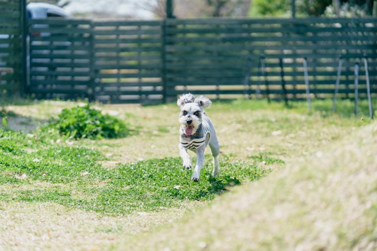 「わんファミリー温泉付山荘」ドッグラン