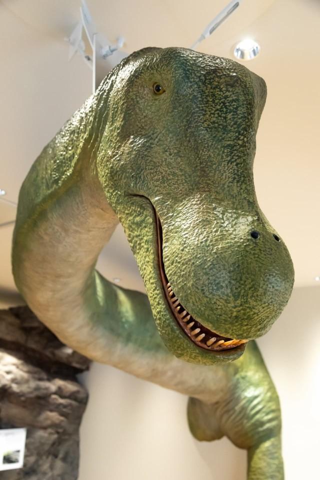 兵庫・丹波に「たんば恐竜博物館」誕生！展示リニューアルで“丹波竜”の世界を体感
