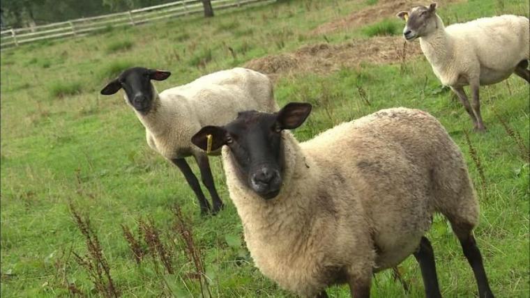 北海道民熱愛の松尾ジンギスカンに「フルコース」登場！味わい方の数々に驚き