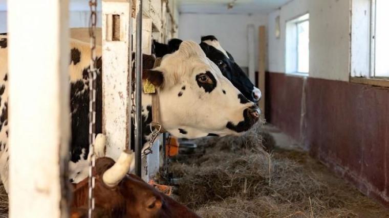 「これぞ北海道！」動物×絶景の癒しスポット！獣医師ママライター興奮の子どもに体験させたい貴重なメニューも