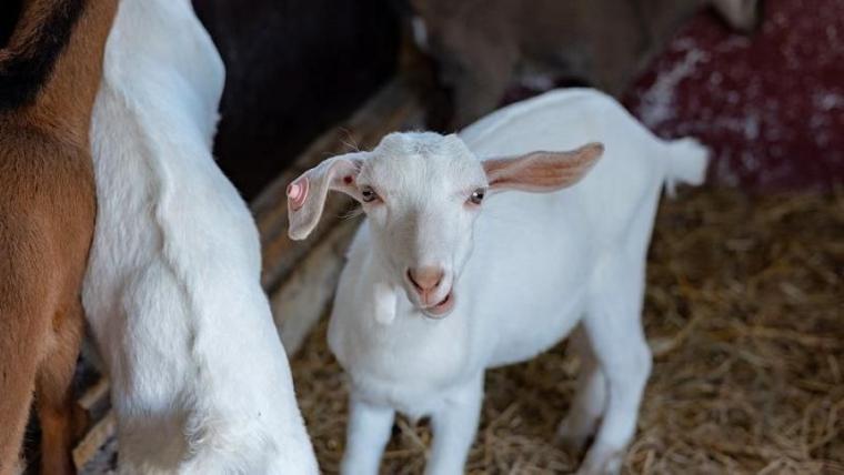 「これぞ北海道！」動物×絶景の癒しスポット！獣医師ママライター興奮の子どもに体験させたい貴重なメニューも