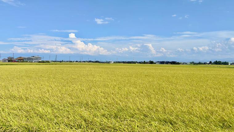 田舎のおばあちゃん家に来たみたい 田んぼの中の古民家カフェでおにぎりランチ【sowaka】赤ちゃんからお年寄りまでほっこり団らん
