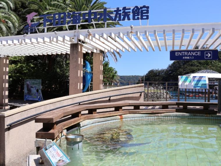 【静岡県下田市・下田海中水族館】驚くほど海にもイルカにも近い水族館 とことん楽しみ方を伝授！