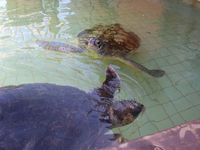 【静岡県下田市・下田海中水族館】驚くほど海にもイルカにも近い水族館 とことん楽しみ方を伝授！
