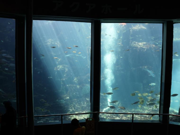 【静岡県下田市・下田海中水族館】驚くほど海にもイルカにも近い水族館 とことん楽しみ方を伝授！