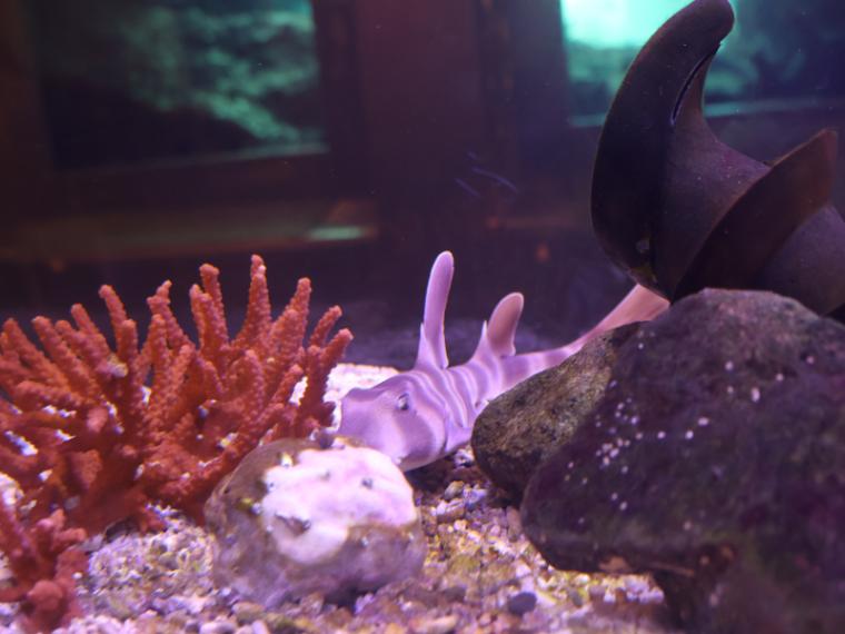 【静岡県下田市・下田海中水族館】驚くほど海にもイルカにも近い水族館 とことん楽しみ方を伝授！