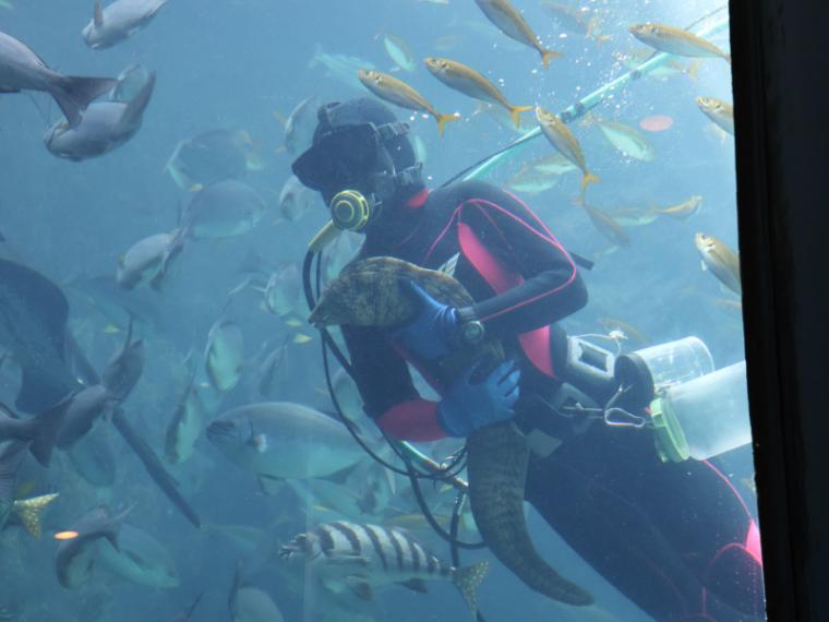【静岡県下田市・下田海中水族館】驚くほど海にもイルカにも近い水族館 とことん楽しみ方を伝授！