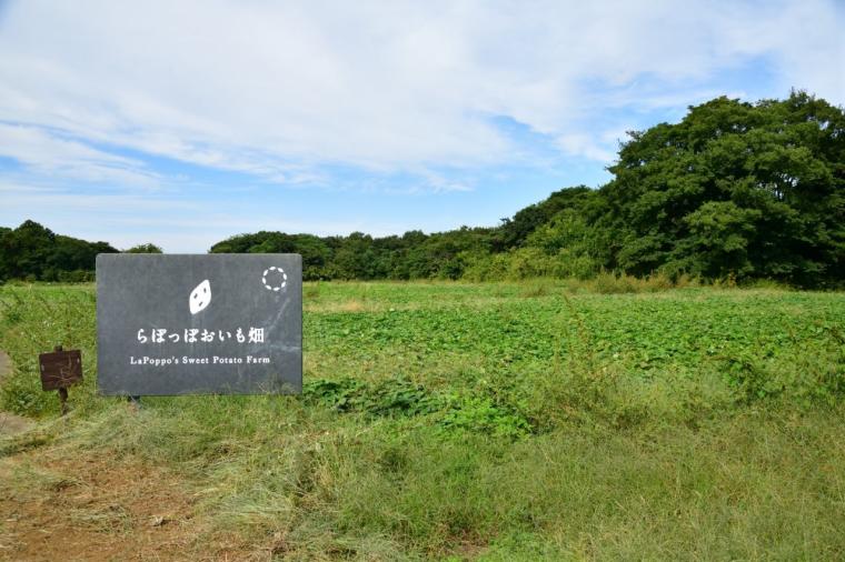 さつまいも天国・茨城へ！味わう・体験・願う!?おいも尽くしの一日ドライブモデルコース
