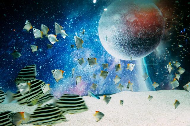 【ひらパー】音楽やデジタル技術による没入型アクアリウム「プラネットアクア・ポート」が誕生！