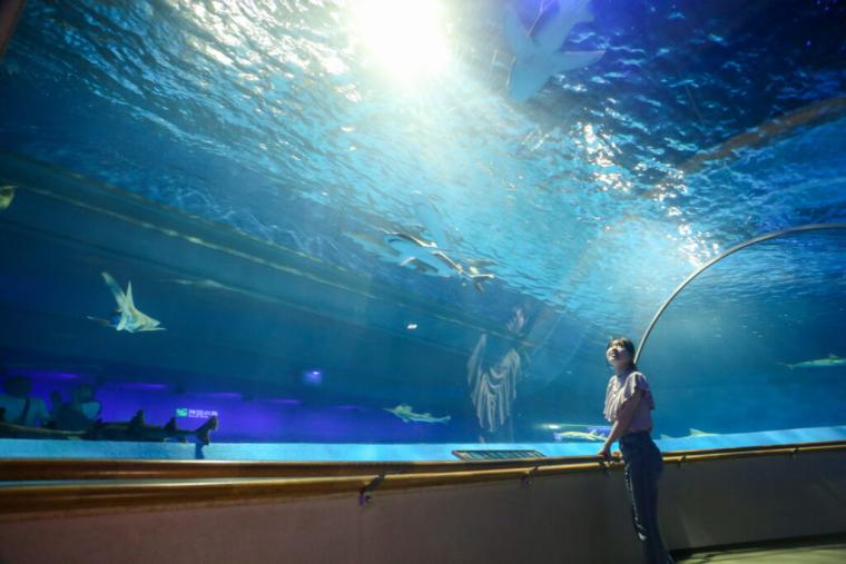 西日本で唯一シロイルカがいる島根県浜田市水族館で「幸せのバブルリング」を見てきた！